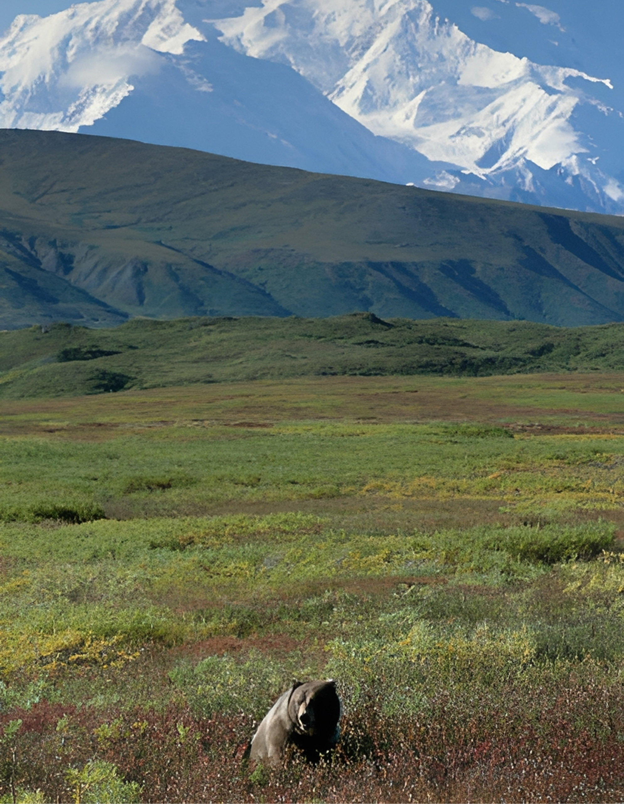 Grizzly bear in field with snowy mountain.